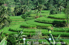 Rice Field