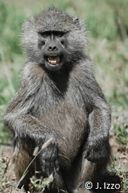 Baboon